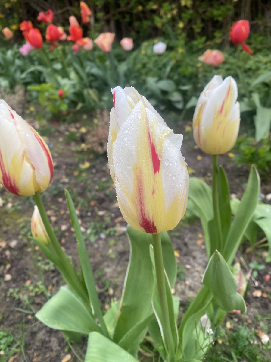 Sarah Cholwill tweet media