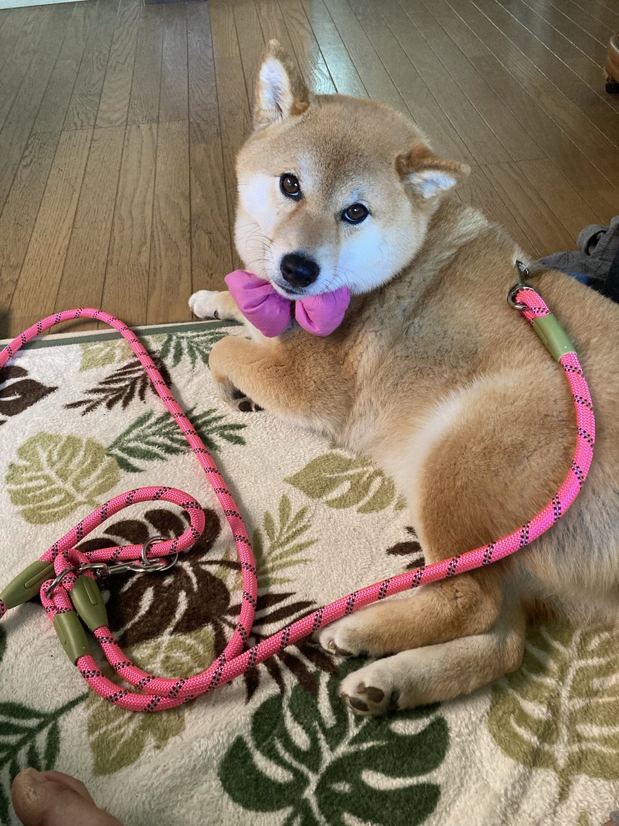 Takasan43228157's tweet image. 今日は犬の洋服屋YOLOWSさんで、肩からかけるリードを購入。これで両手が自由に使えてママさんもお気に入り。肩掛けのリード、お勧めですわ☺️

#dogsofinstagram #柴犬が好き過ぎるで使っていいよ #柴犬のいる生活 #柴犬との暮らし #心亜 #shibainu