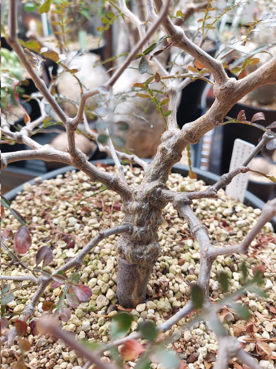 すれっしー tweet media