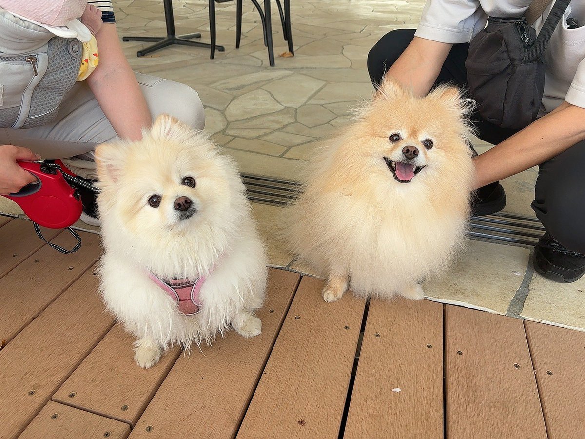 happydogkomugi's tweet photo. こむぎと同じ日に同じお母さんから生まれたもふちゃんと、久しぶりに会えた🐶🐶

3年半ぶりだったけど、変わらず見た目も声もそっくりでかわいいすぎる、、！ https://t.co/m0Ad0cSR5T