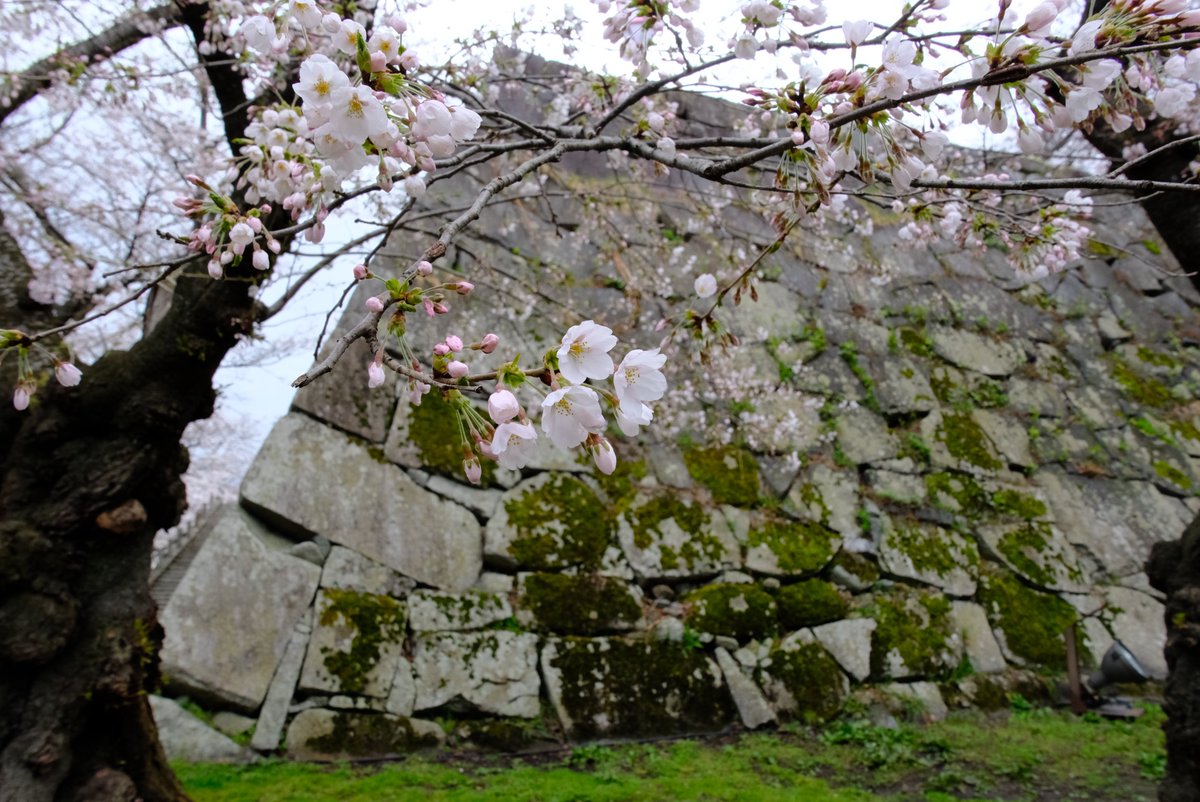 わらしちゃん tweet media