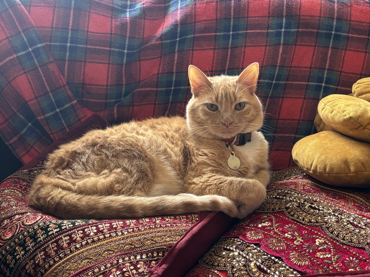 panic.wolf tweet media