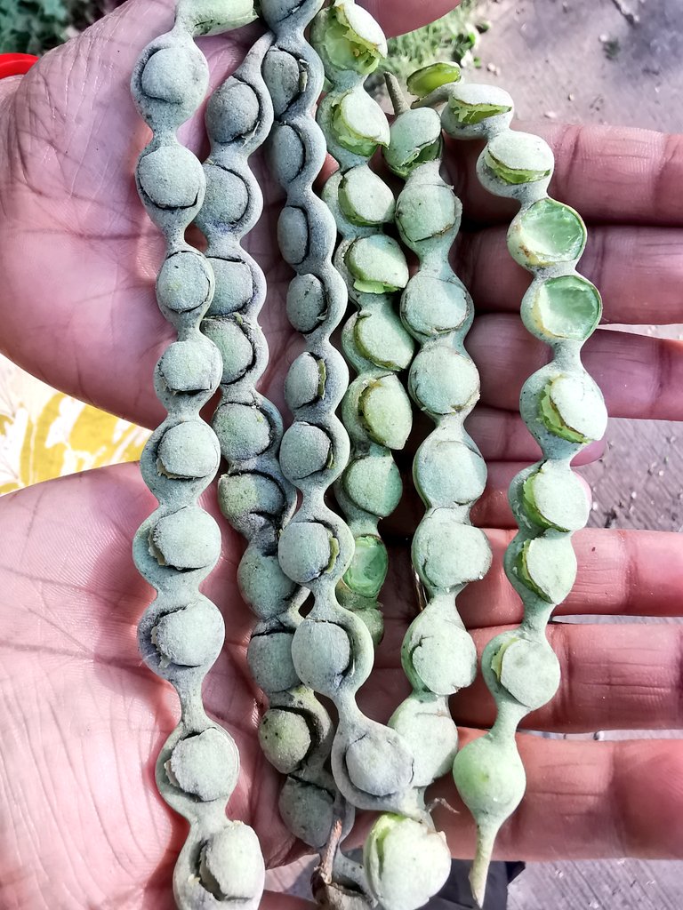 DelhiTrees tweet media