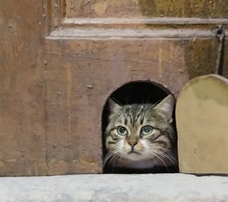 The Figen tweet media