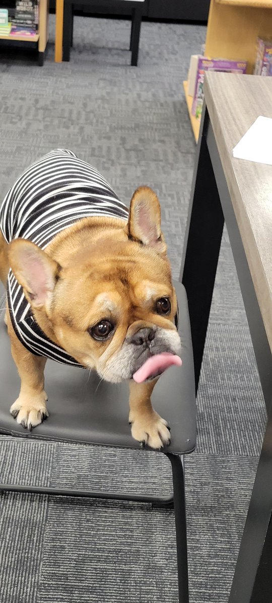 fireshoes's tweet image. There are 32 players for the Modern RCQ at Dungeon's Gate in Ankeny, IA today! 5 rounds, Top 8, 2 invites

It's great to see all the modern players that have been hibernating for eight months! 😆
#mtg