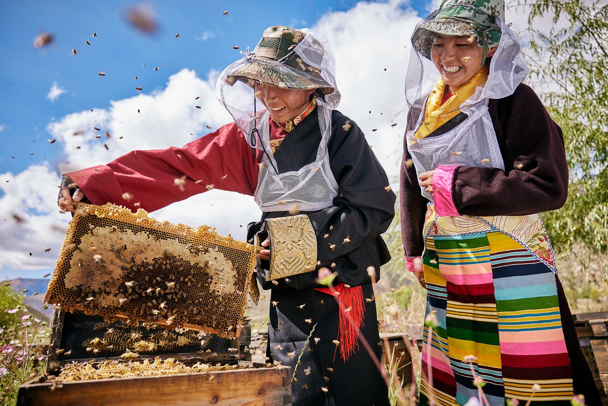 TibetNews11's tweet image. Dall'altopiano innevato al palcoscenico internazionale, il viaggio di una bottiglia di #miele verso la conquista del suo spazio nel mercato di nicchia.