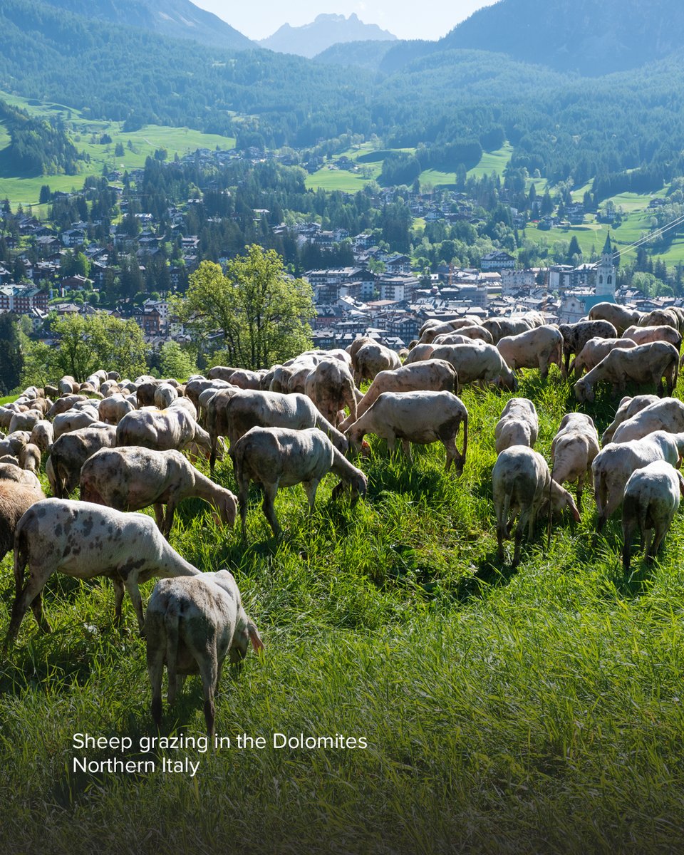 InTouchMin's tweet photo. A shepherd guides his flock to safe pastures where they can rest and be nourished. Jesus leads us with the same faithful care. “The Lord is my shepherd, I shall not want” (Ps. 23:1). https://t.co/6BrJaHSmea