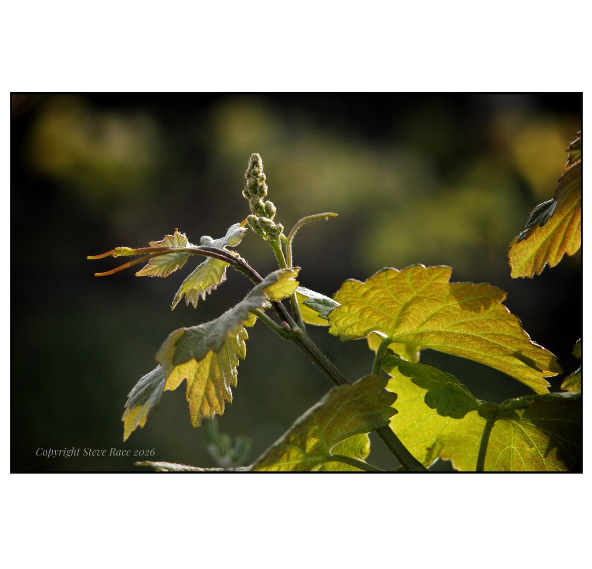 CampdEstrelles's tweet image. Although there’s lots of pending tree-work still to do, it’s nice to spend some quality time in the #vineyard (although my back doesn’t think so!). The #Parellada look amazing at this time of year with their bronze coloured leaves; they will go green as they mature…
😉🍇🫶🇪🇸