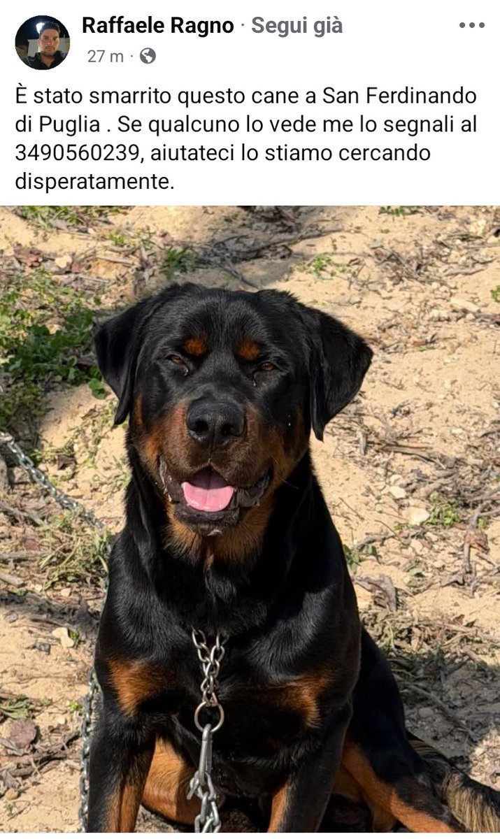 Qua la Zampa tweet media