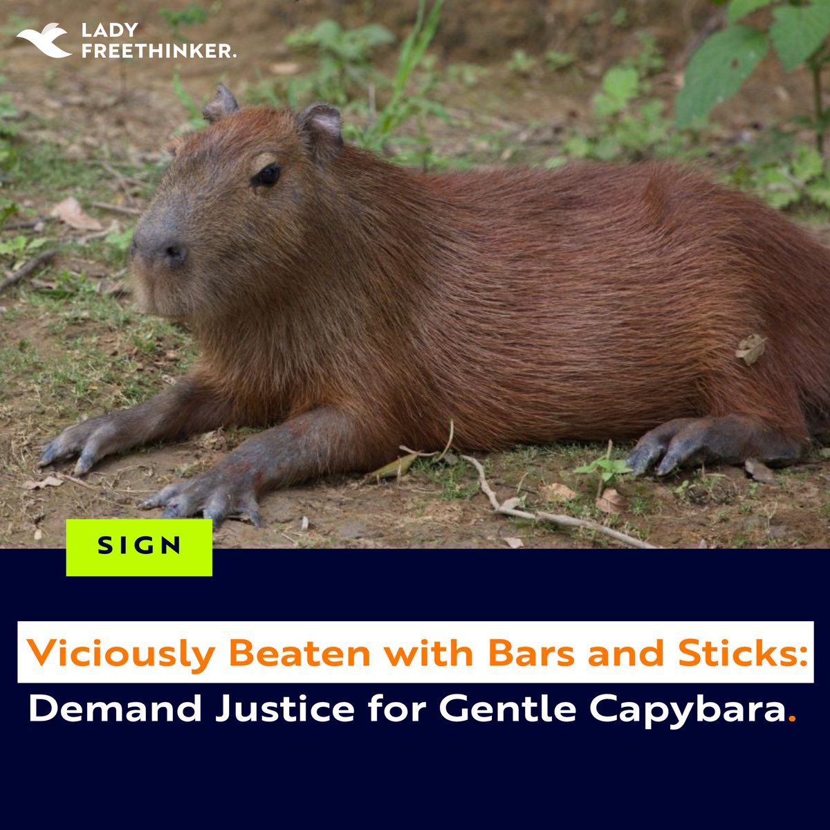 Lady Freethinker tweet media