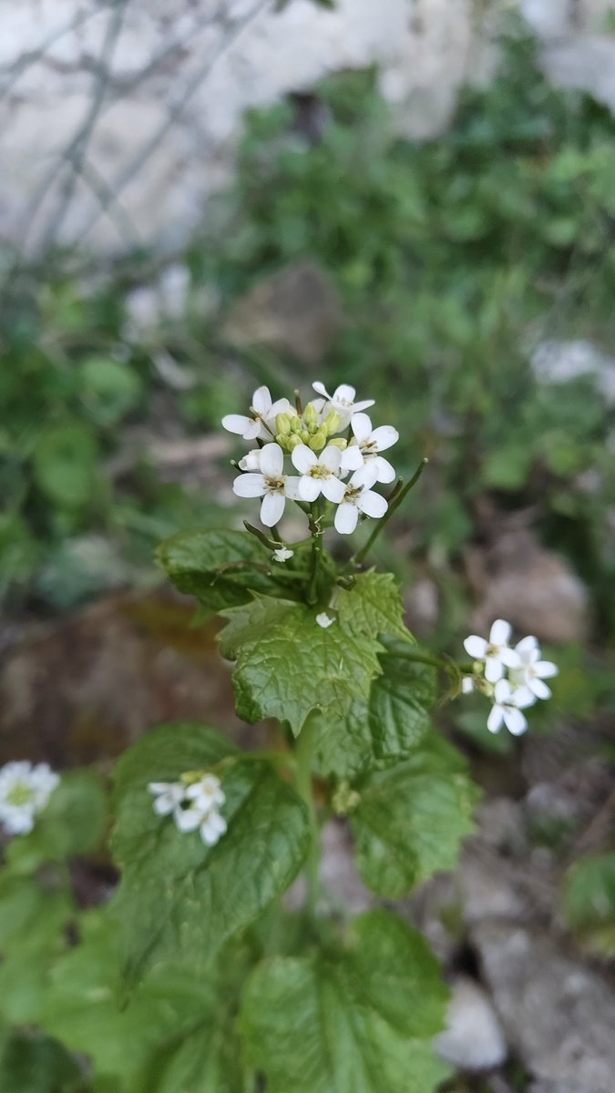 Matteo Palmisani tweet media