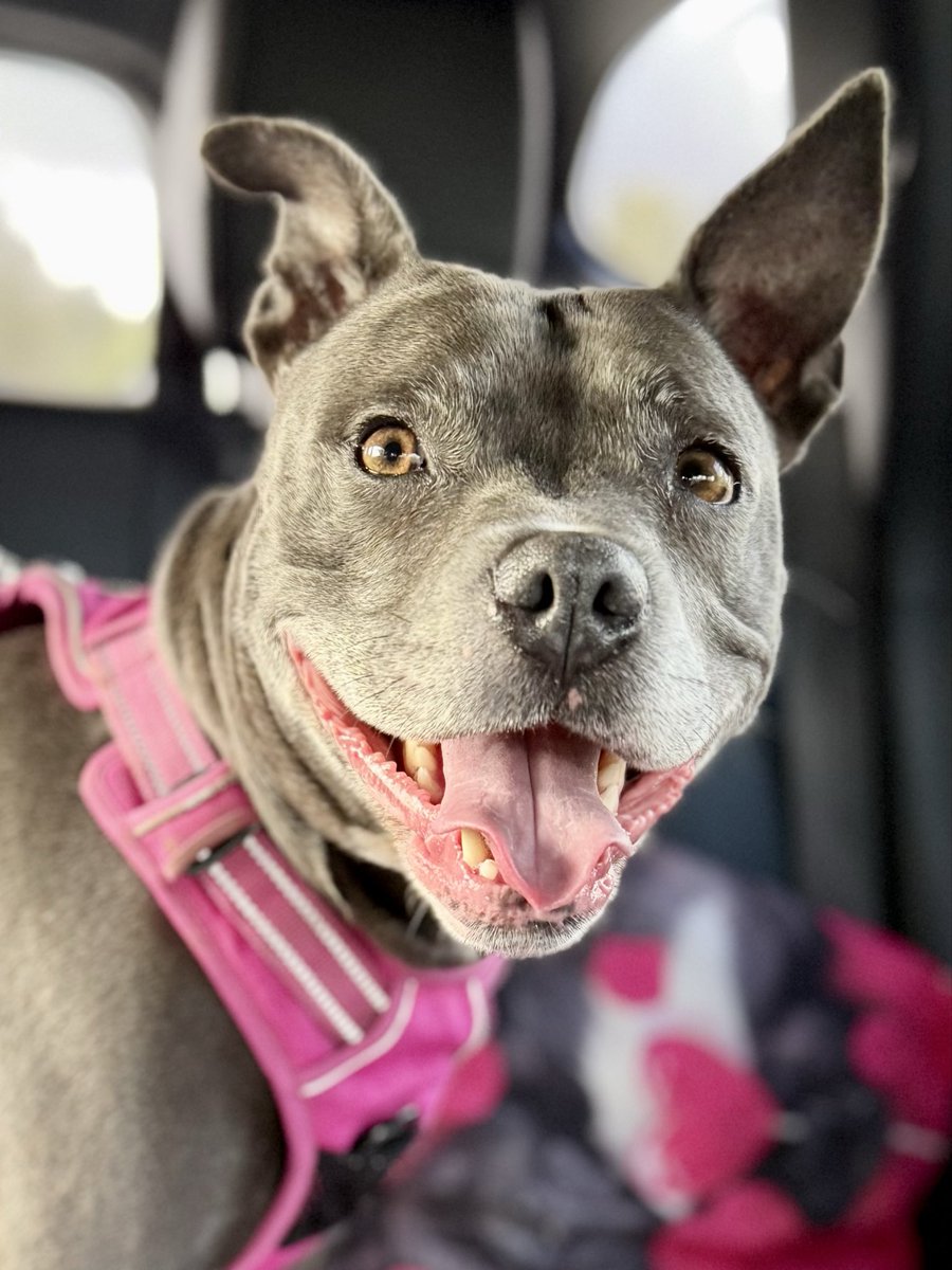 IsaMary2021's tweet image. We’re going Walkies. Would you like to come? 🩷🩷
#IsaMary #Happy #Dogs