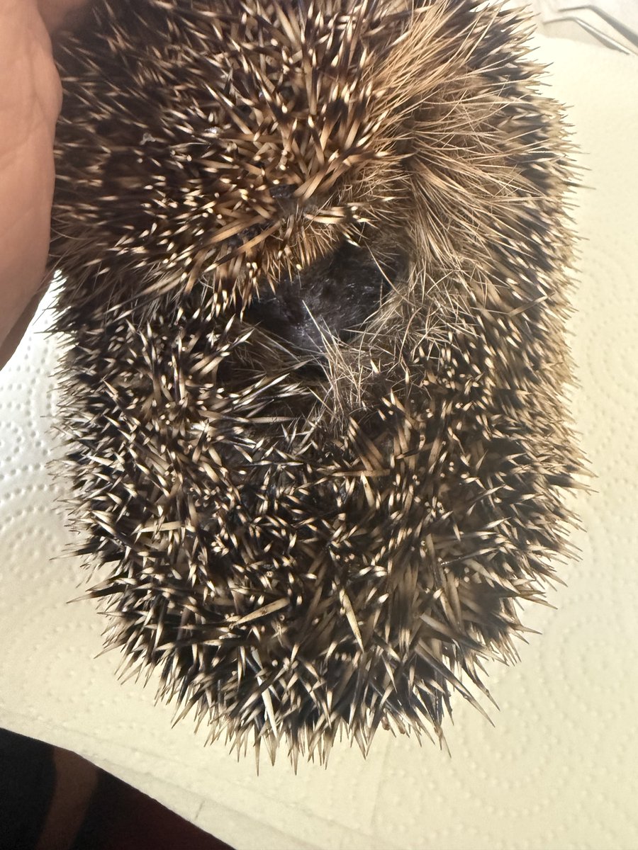 Ein weiterer Igel ist heute angekommen, fast verhungert, nur Haut und Knochen😭😭😭 seine Lunge ist nicht in Ordnung 😭😭😭  ‼️ Bitte stellt für die Igel, die jetzt aufwachen, Wasser und Futter hin, sie finden jetzt noch nichts zu fressen 😭und verhungern ‼️