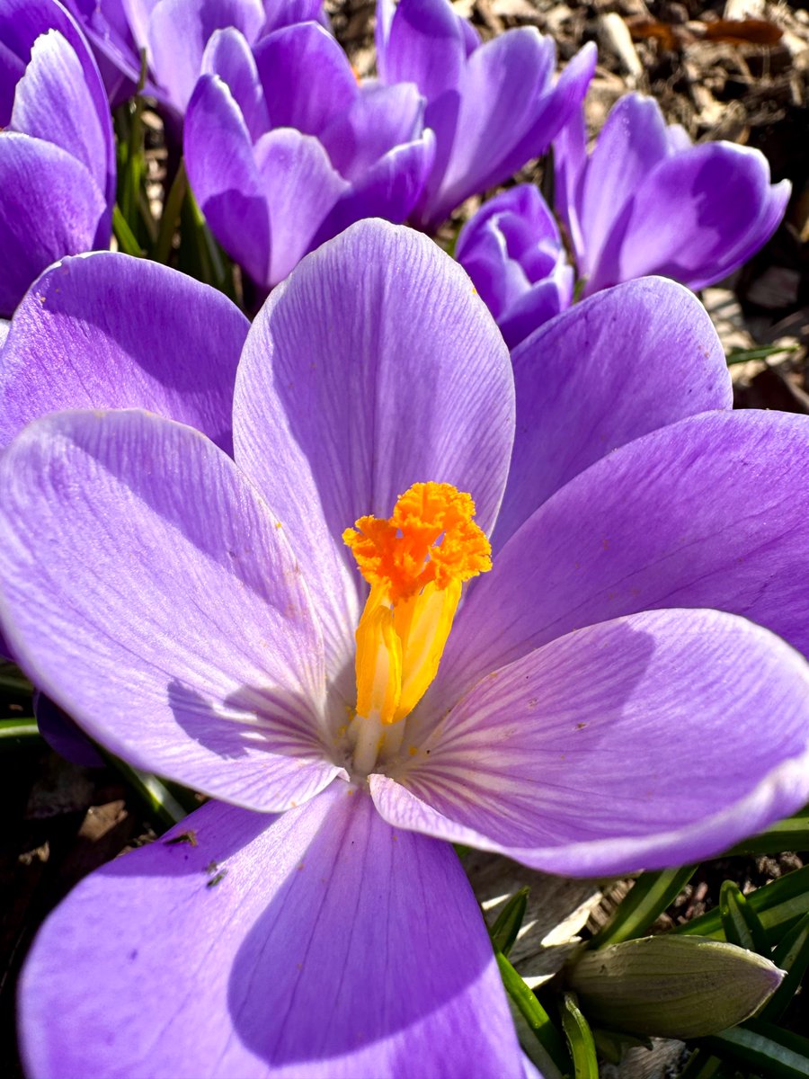 Run_fly_Smile's tweet image. We are made for loving. If we don't love we will be like plants without water 😊

Desmond Tutu

#Love #Flower #Tutu