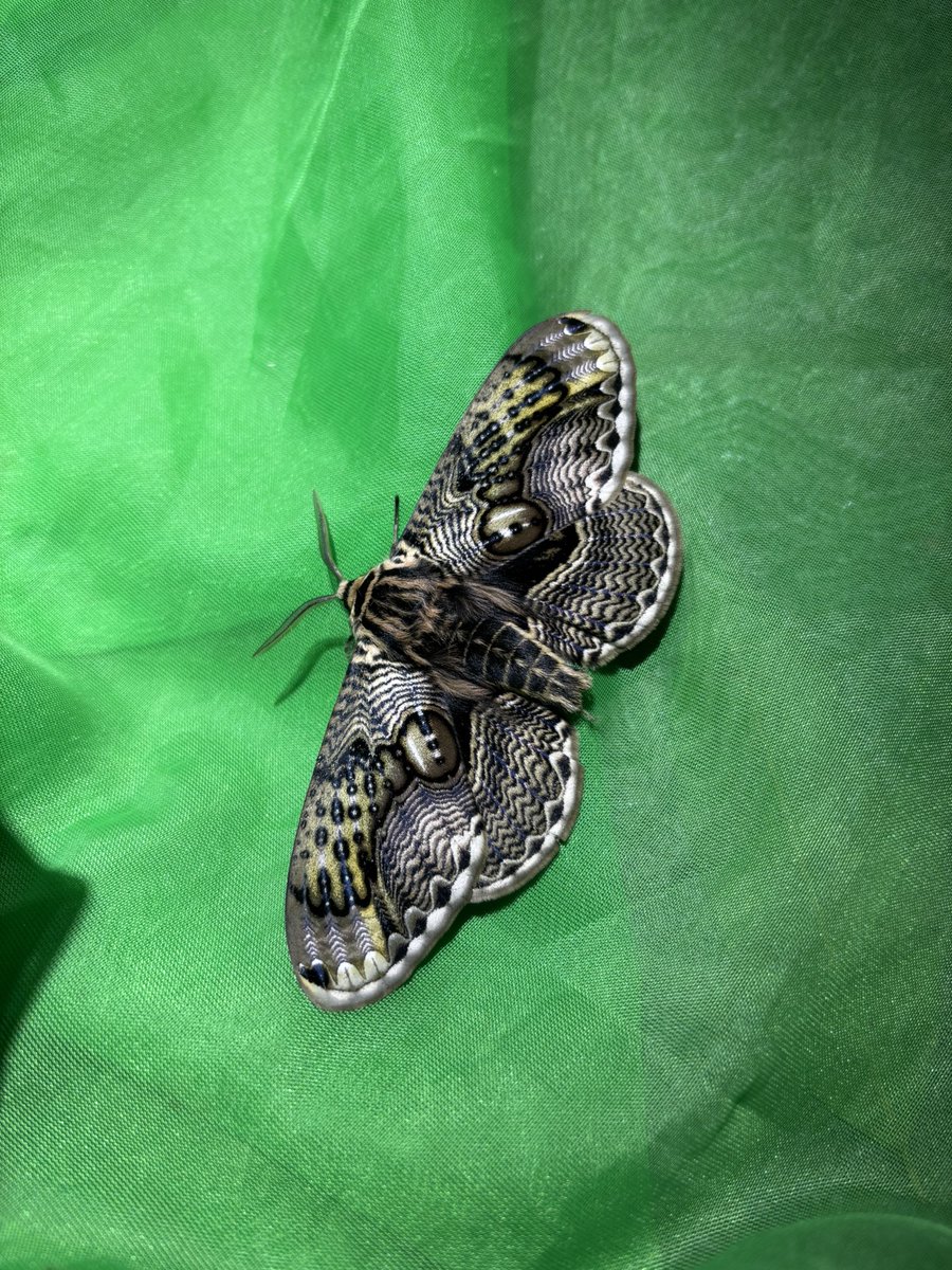 りっひー tweet media