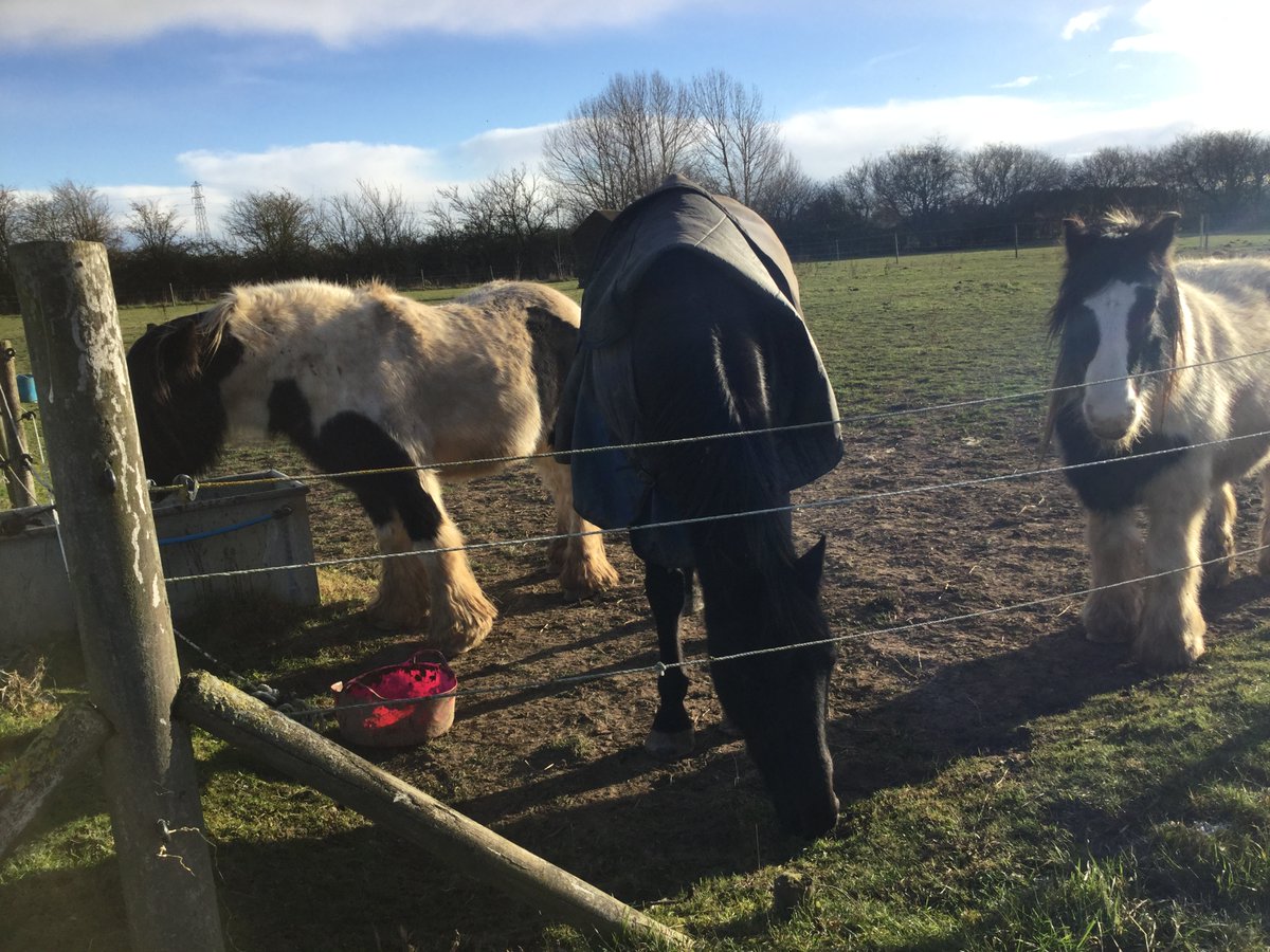 Eggsy Pony & Friends tweet media