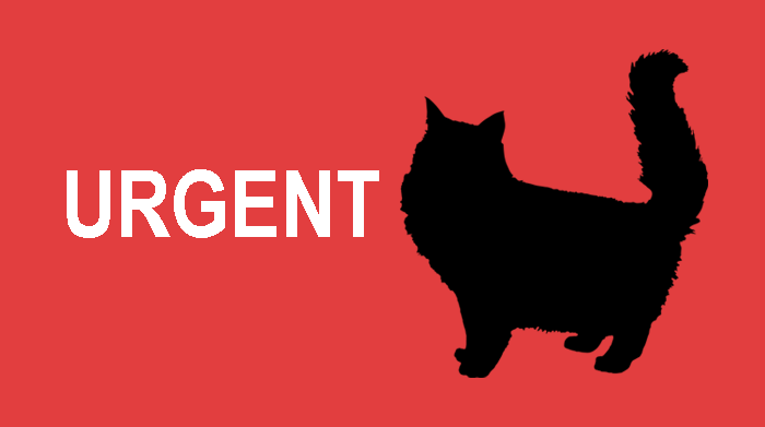 GuelphLostPets's tweet image. URGENT - receiving vet care! Young black long-haired male cat found near Povey Rd &amp;amp; Elliot St in #Fergus on Apr 10. If he's yours or you have any info about him contact #Guelph Humane Society at 519-824-3091 or lostandfound@guelphhumane.ca (ID 2000412190)