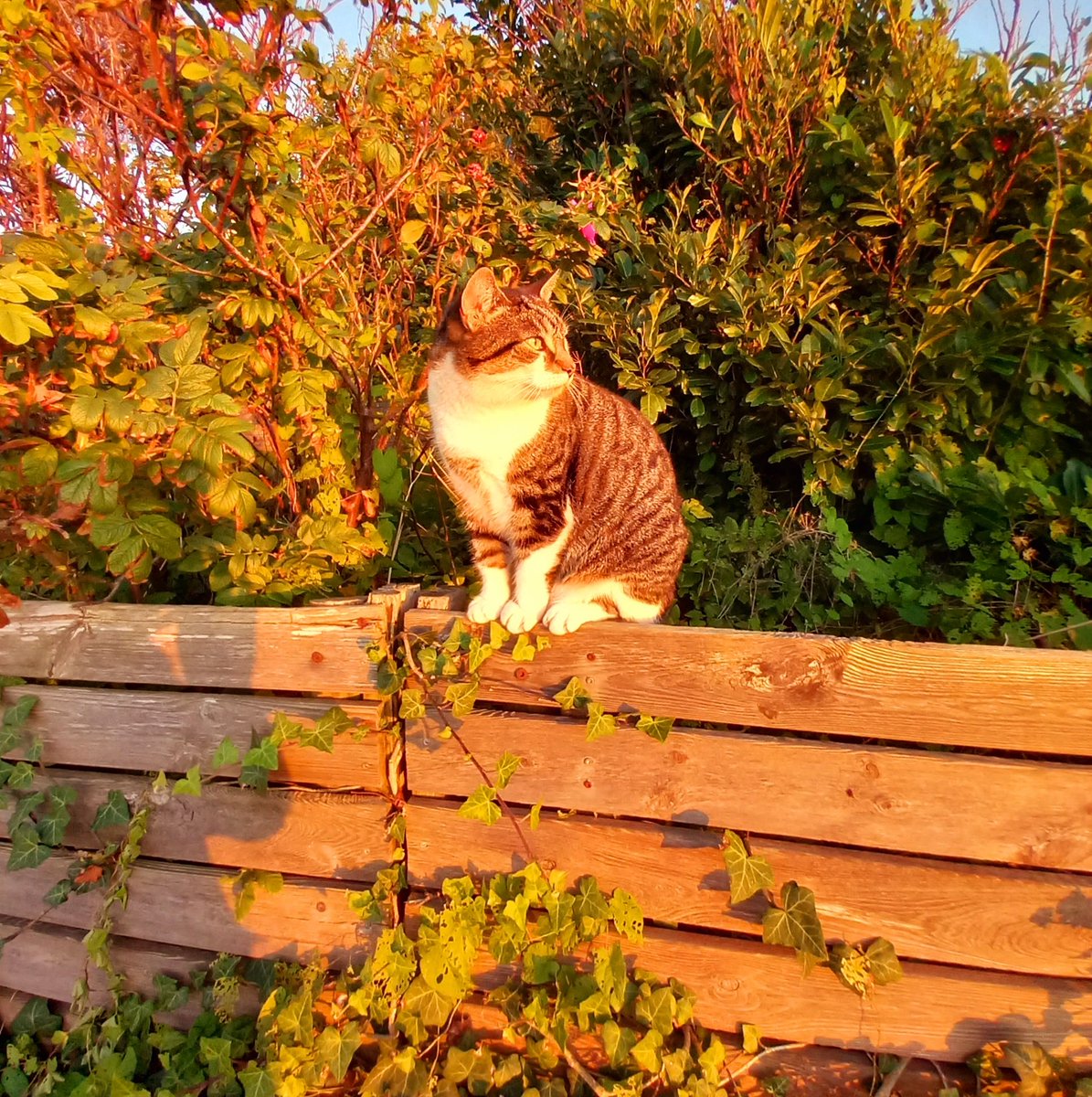 micha_konig's tweet image. It's national pet day🐈🐈‍⬛🐶

My fur babies❤️ Adopt, don't shop!

#pets
#doglovers 
#CatLovers #adoptdontshop
#nationalpetday