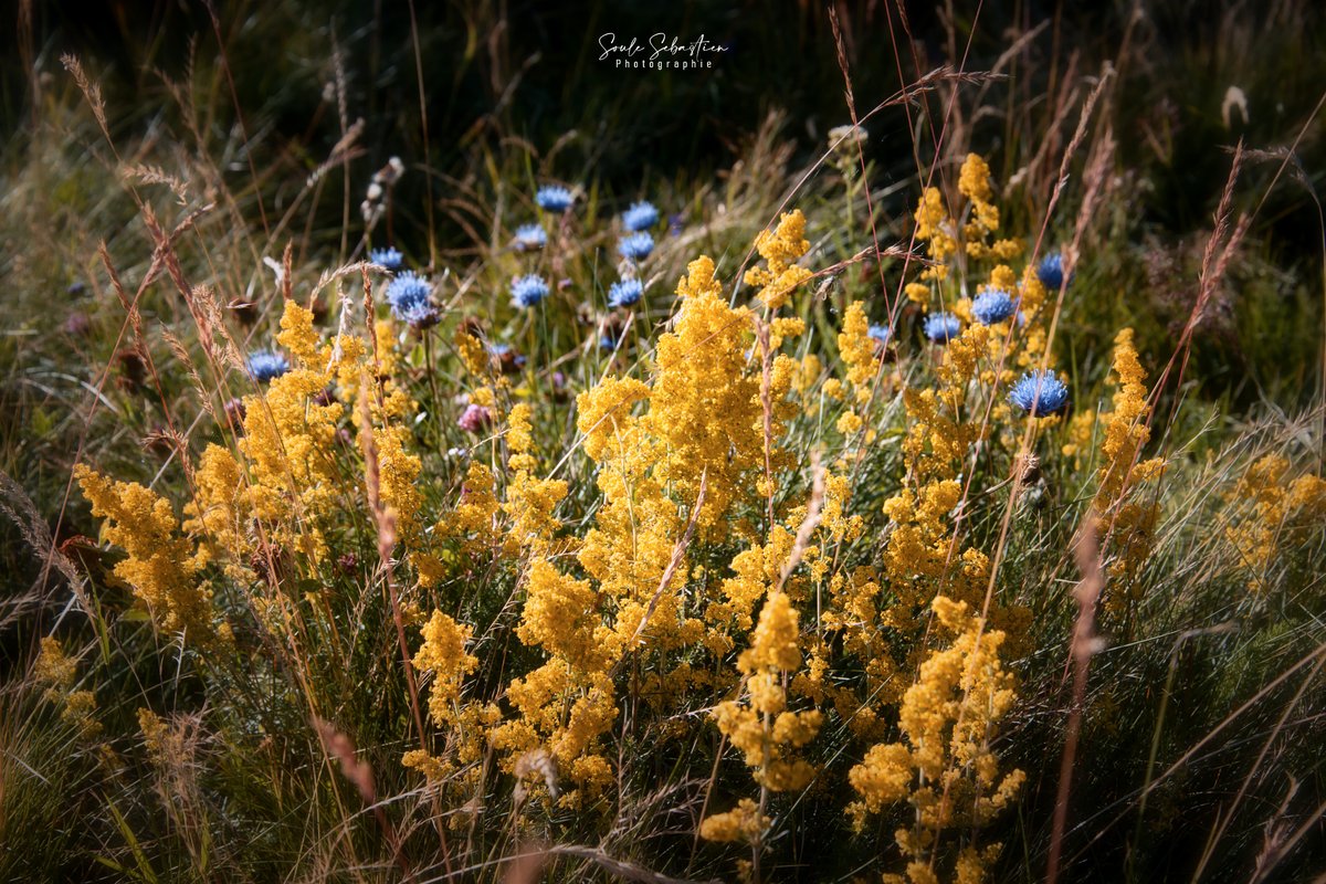 Valgone_photo's tweet image. Jaune au naturel ou artistque.
Natural and artistic yellow.
#photographyIsArt #Yellow #naturephotography