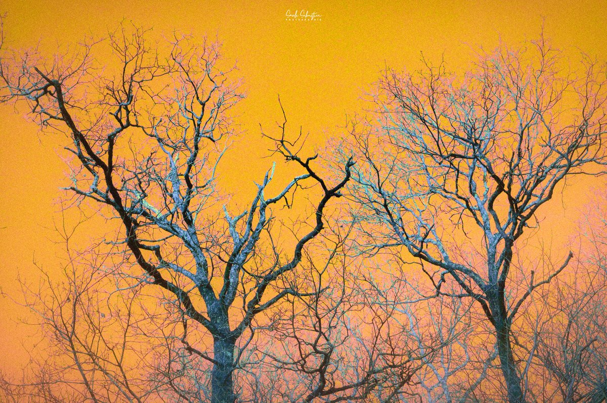 Valgone_photo's tweet image. Jaune au naturel ou artistque.
Natural and artistic yellow.
#photographyIsArt #Yellow #naturephotography