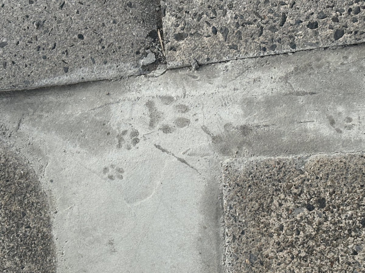 紅星★ tweet media