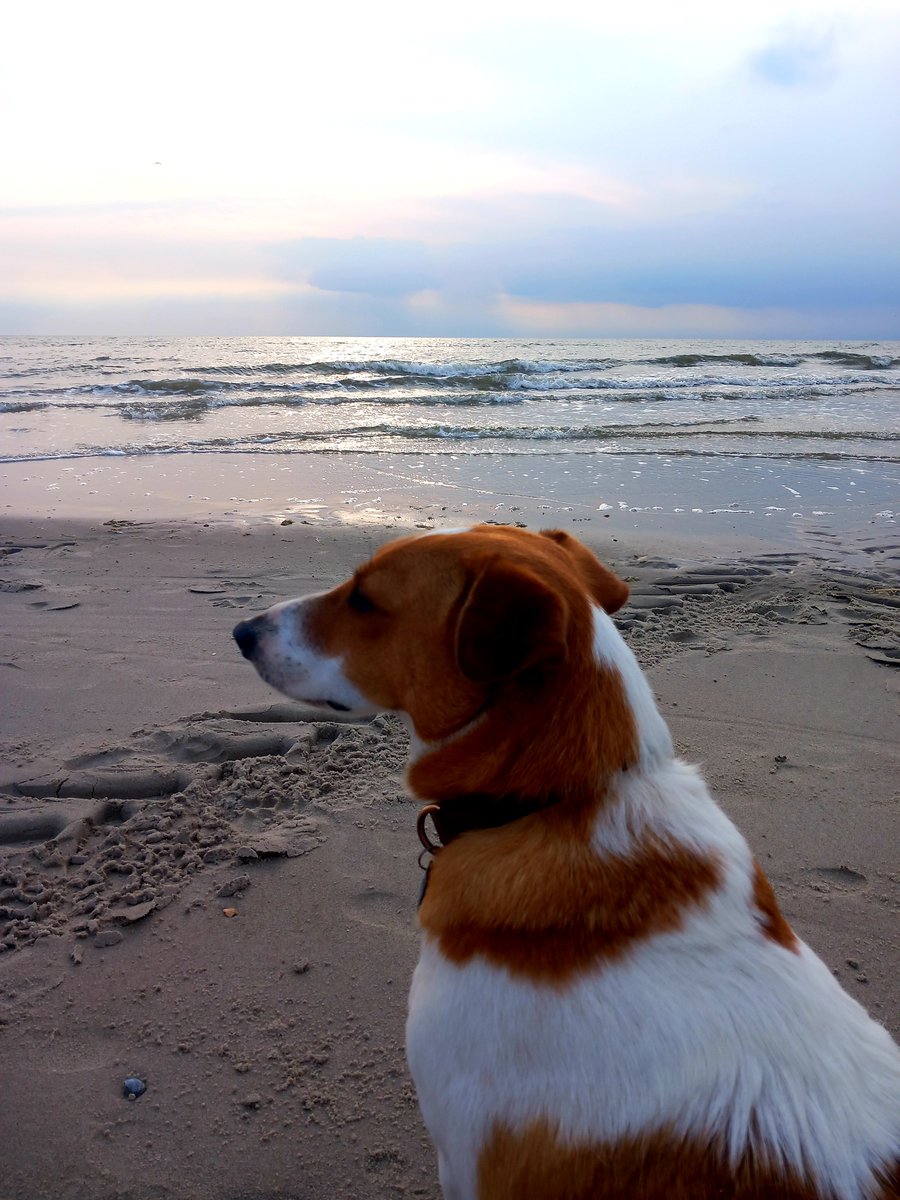 micha_konig's tweet image. It's national pet day🐈🐈‍⬛🐶

My fur babies❤️ Adopt, don't shop!

#pets
#doglovers 
#CatLovers #adoptdontshop
#nationalpetday