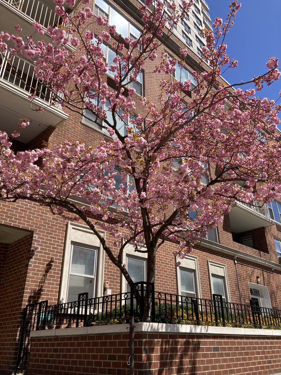 Julie (Aakadewin-O Waawaashkeshi Kwe) Francella tweet media