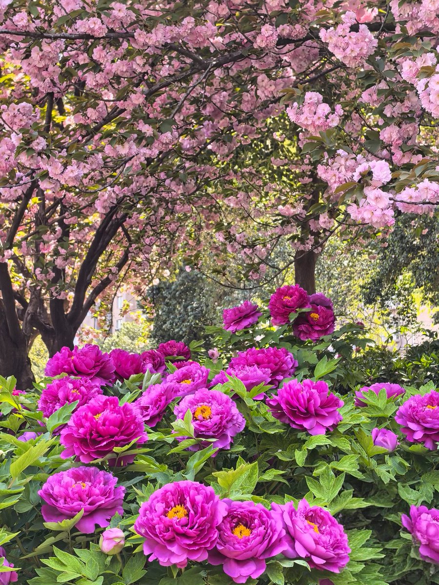 中国洛阳︱牡丹与晚樱同框，你更喜欢哪个？
＃大美中国 ＃洛阳牡丹