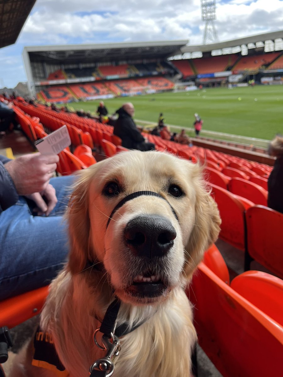 elajen68's tweet photo. GDP Baker behaved impeccable today at DUFC v Livingston. Thank you to the ladies in the ticket office for the seats and for the supporters round about us who were so good with him. 
#DUFC
#UTDLIV
@guidedogsscot https://t.co/oXvNf6l9u8