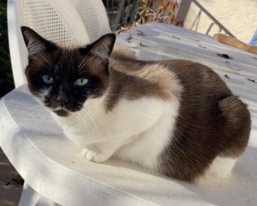 MissingTarn81's tweet image. 11.04.26 Perdue chatte blanc/noir/brun, yeux bleus, à Labastide Saint Georges. Contact : facebook.com/julie.kelly.16… #Tarn #chat
