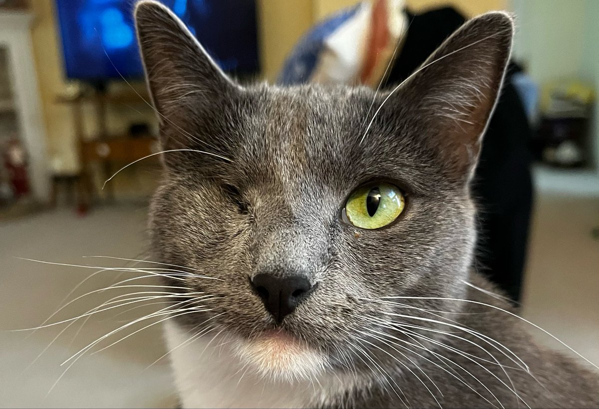 Sadie Mae kitty /Sophie Kitty 🌈2008-2024 tweet media