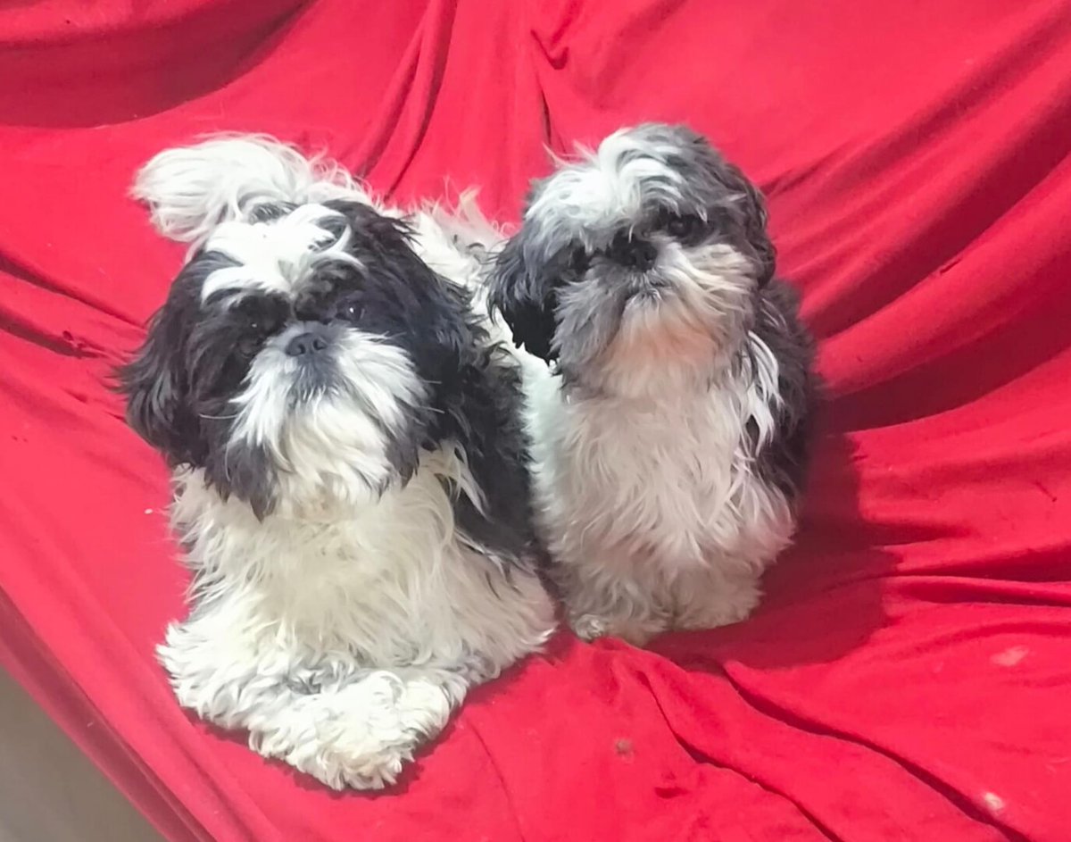 @ Dėçi Gómės tweet media