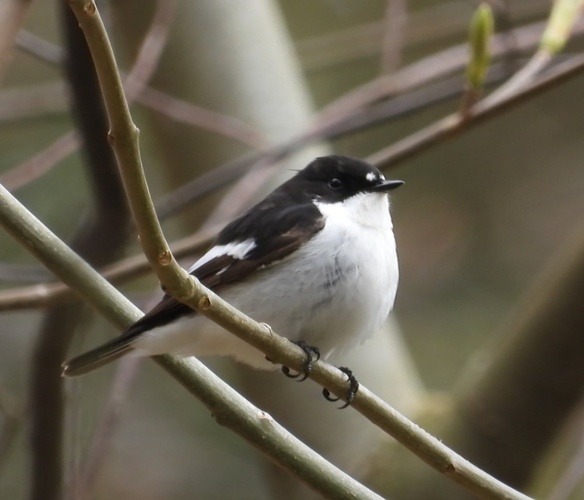 Mark32729033's tweet image. Never get bored of going looking for the new arrivals! Best time of year by far 📸😎. Great to see this male pied flycatcher back on its breeding ground in a local nature reserve in north Wales today👌 #northwales