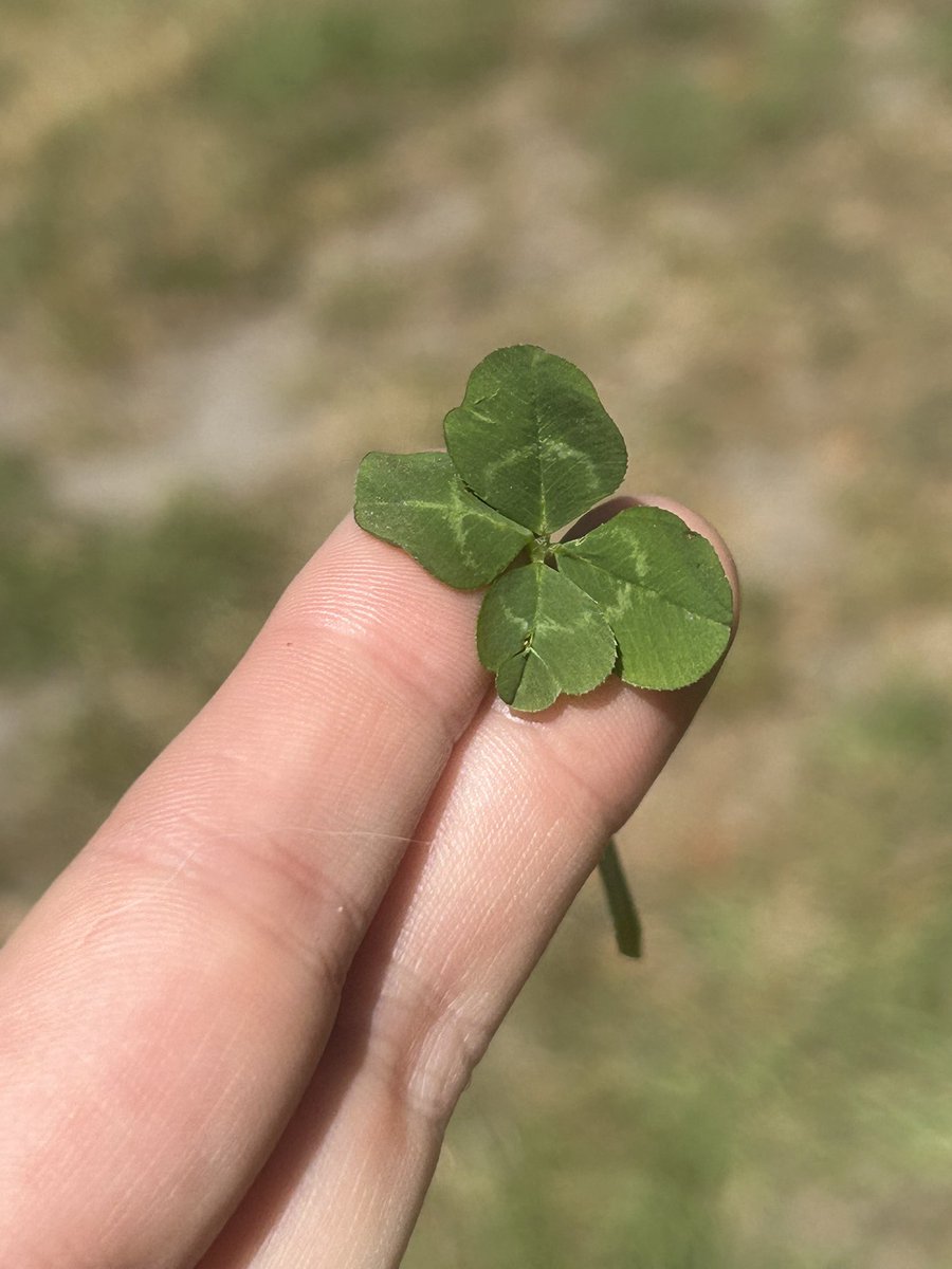 Marina 🍀✨🫶 tweet media