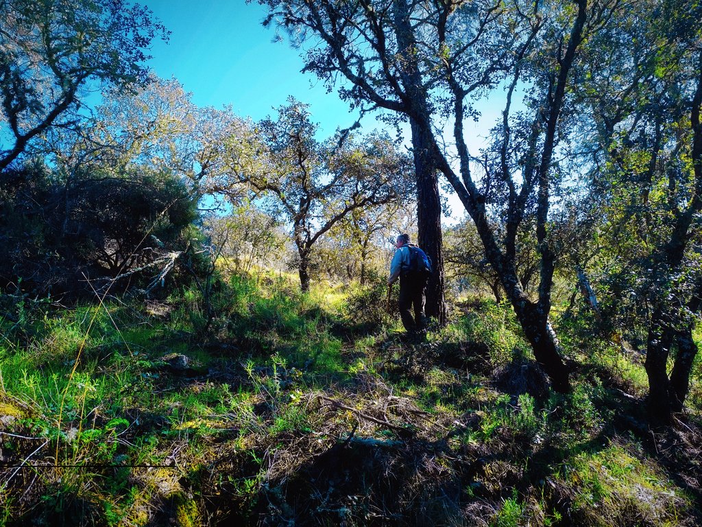 Elcaminante tweet media