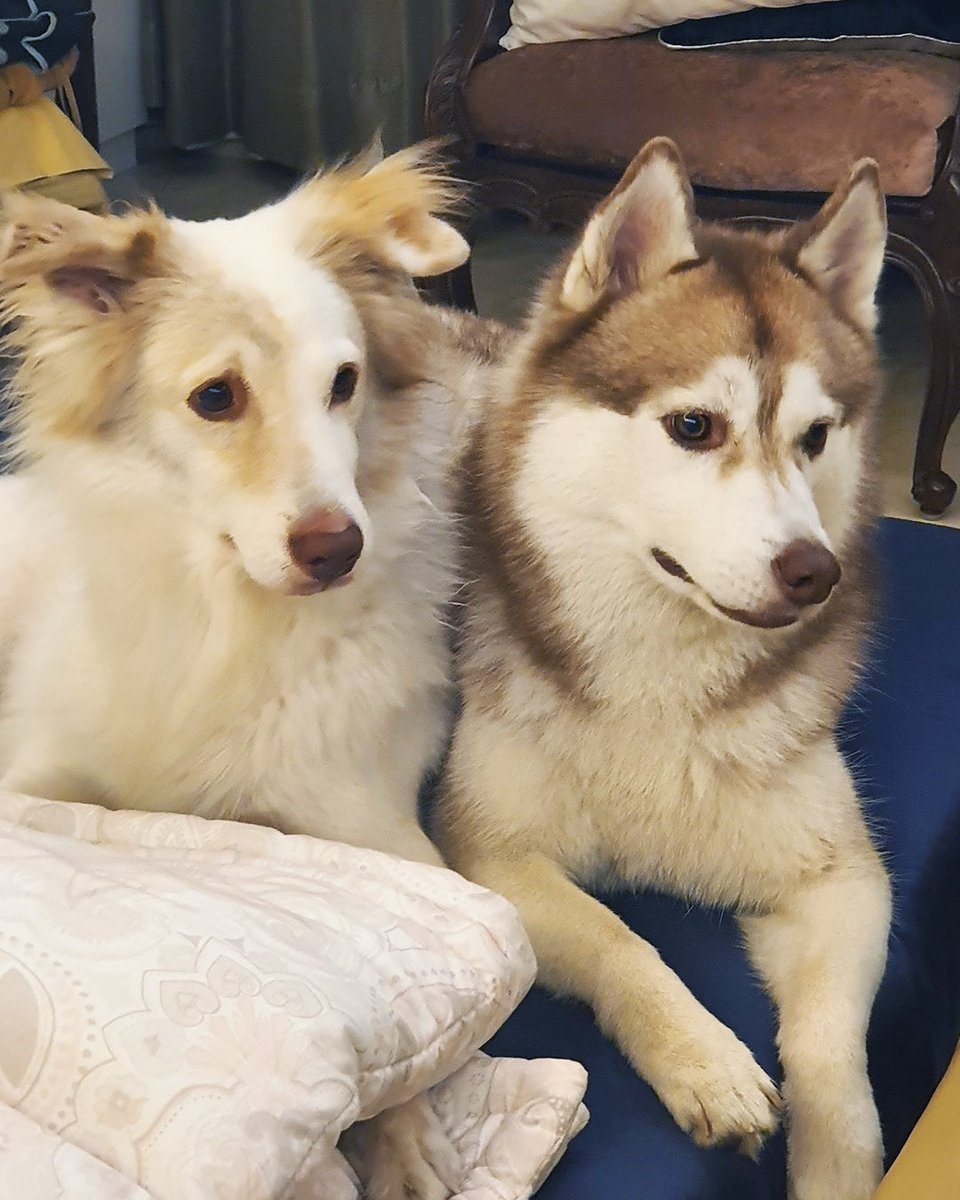 Priya Dutt tweet media