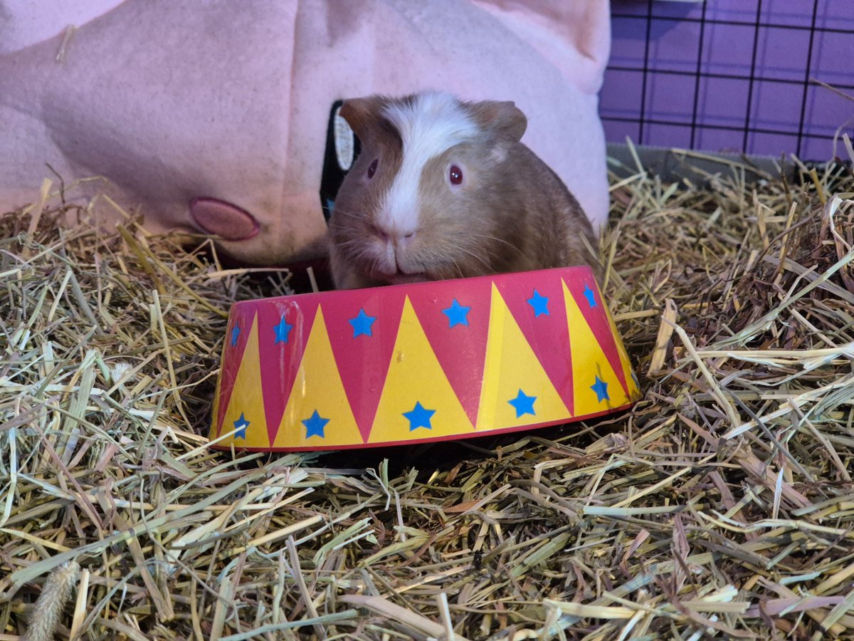 Jen and Sandwich (guinea pig) tweet media