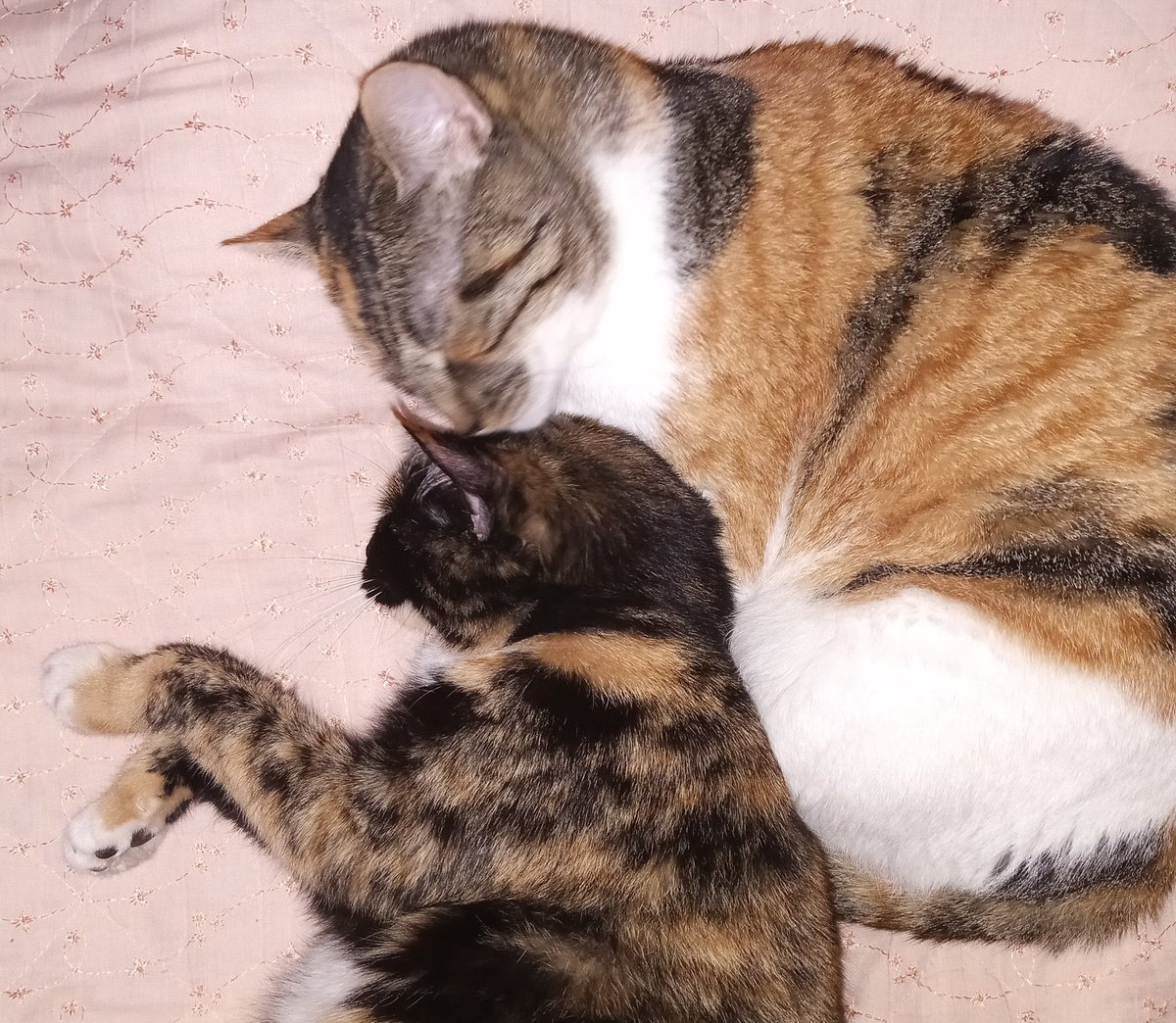 Misty🐾🎀 tweet media