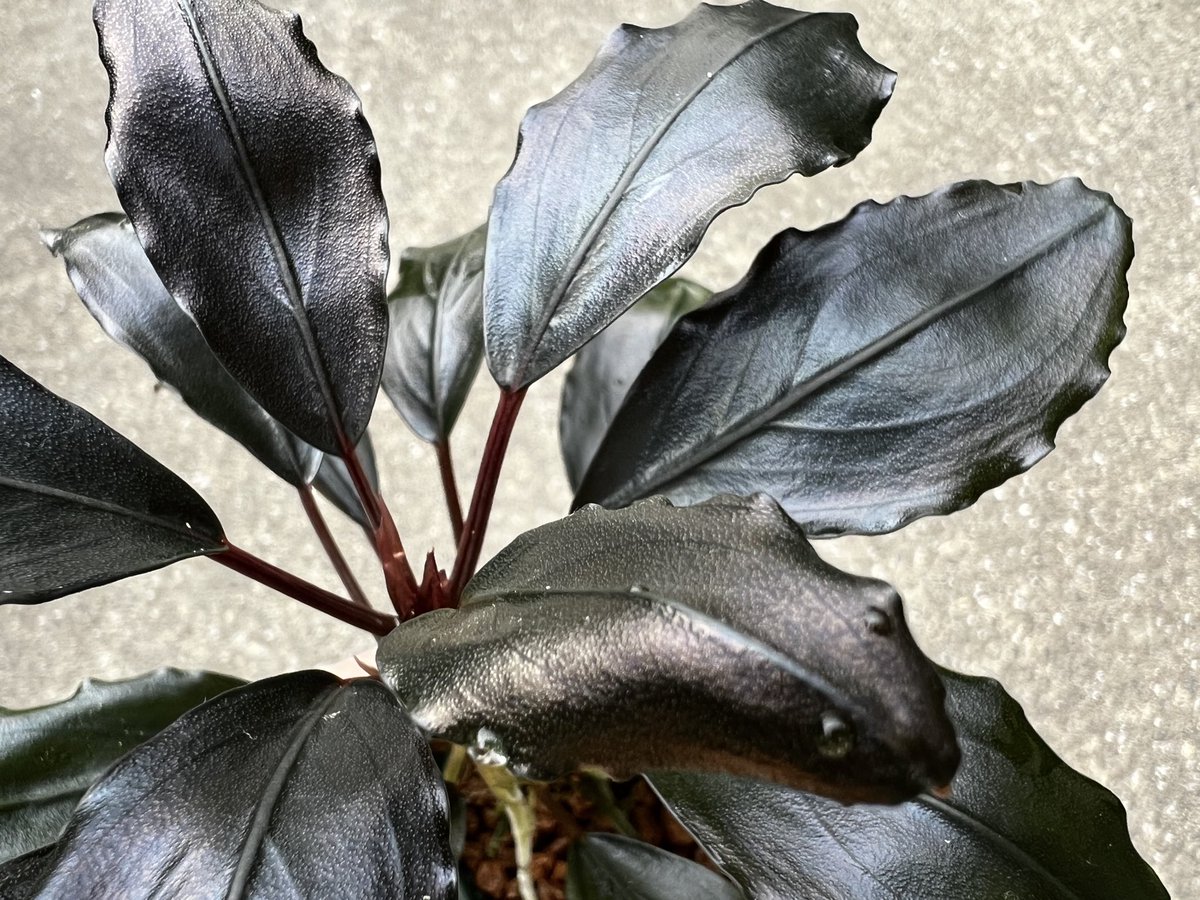 Blutan55 tweet media