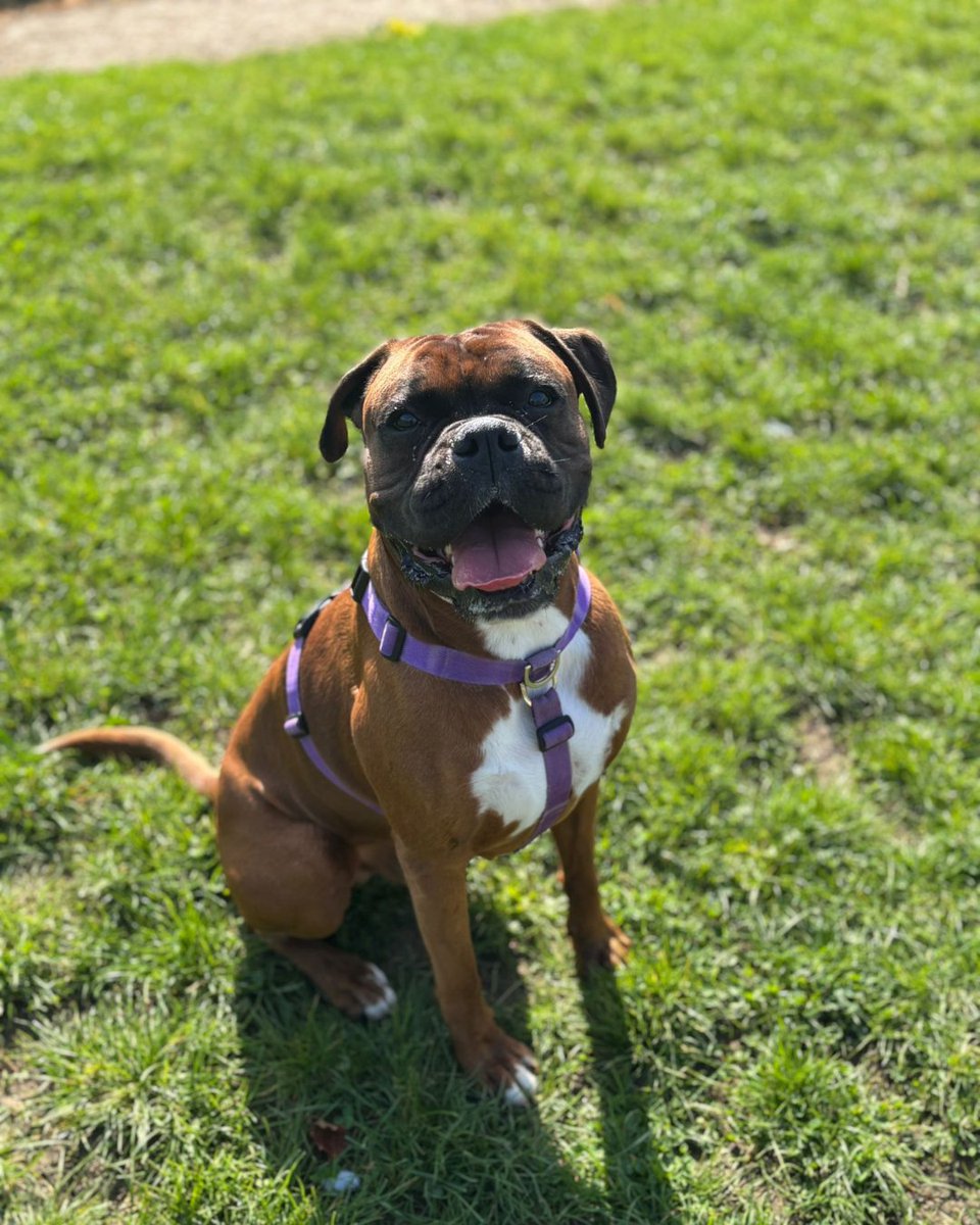 cotsdogscats's tweet image. Benji out here living his best life ☀️🐾
Sunshine, waggy tail, and that big happy smile… what more could you need? 🥹💛

Who could resist this handsome boy? 💫

 #HappyDog #DogLife #BoxerDog #DogLovers #SunnyDay