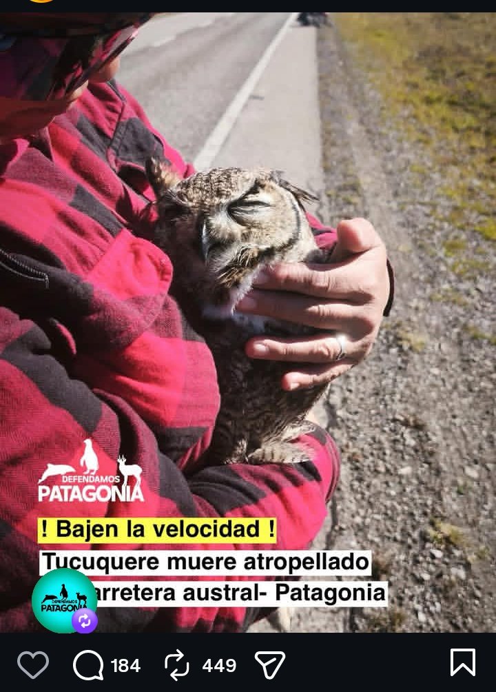 Polet ♥️🇨🇱♀️🐶🐈🐾 tweet media