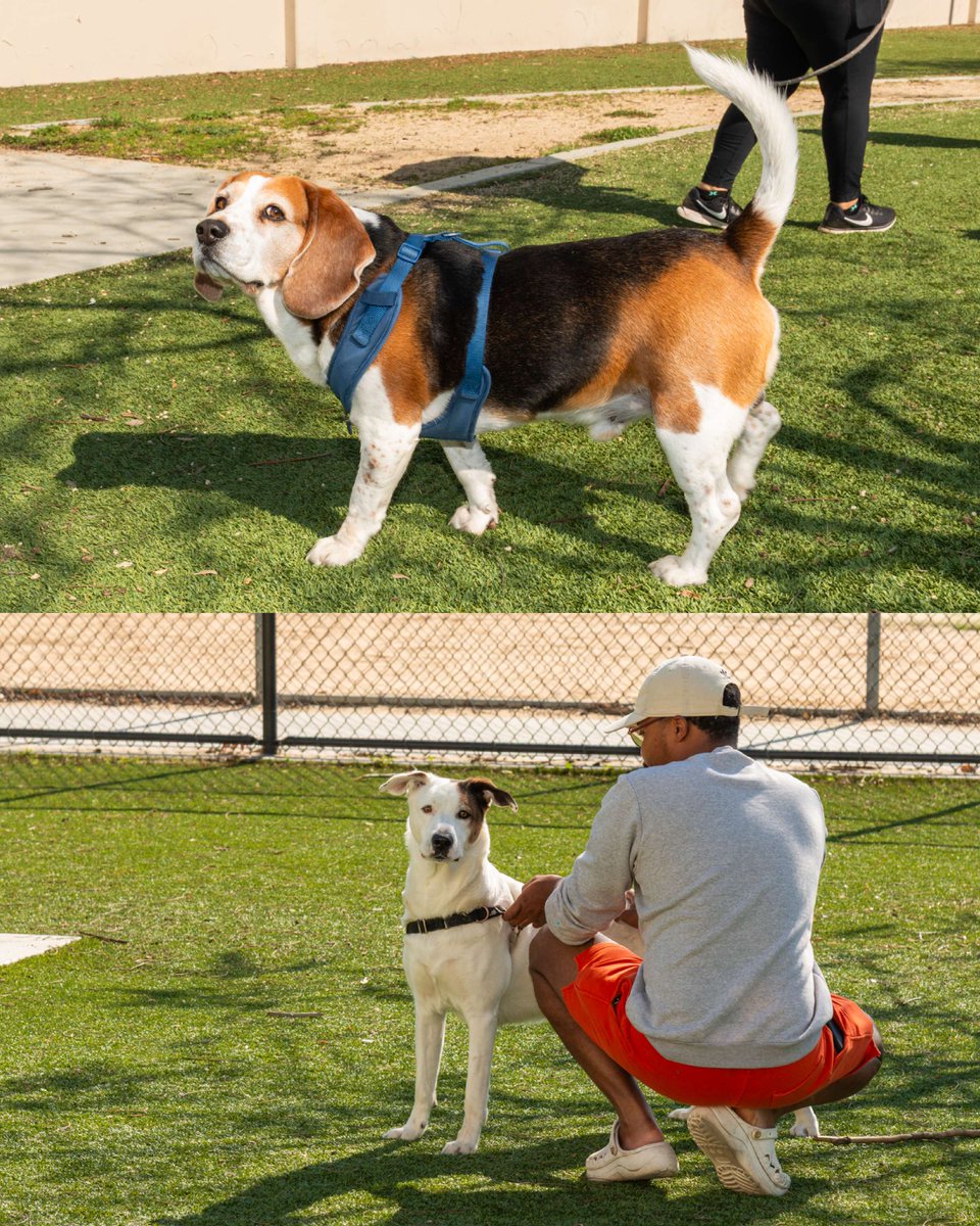 LACityParks's tweet photo. Today is National Pet Day! Show your fur-babies some extra love today with a treat or two, a nice walk, and some cuddles! 🐾🩵  Don't forget to check out your local LA City Dog Park too, there's fun for everyone!

#NationalPetDay #EverythingUnderTheSun #ParkProudLA #LACityParks https://t.co/UpJQ9NIcGK