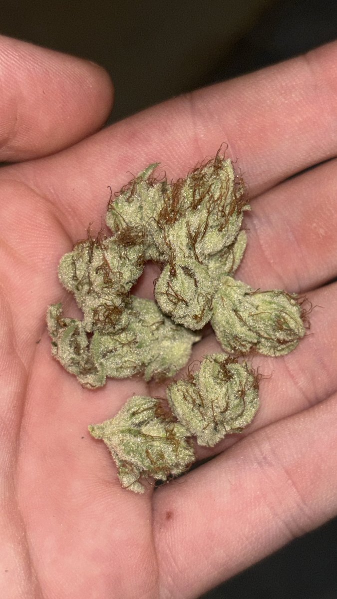 SirZoot420's tweet photo. have you ever seen weed like this? https://t.co/HmZsnodSYb