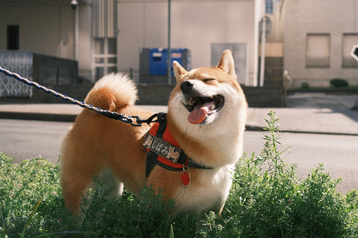 柴犬しばみ tweet media
