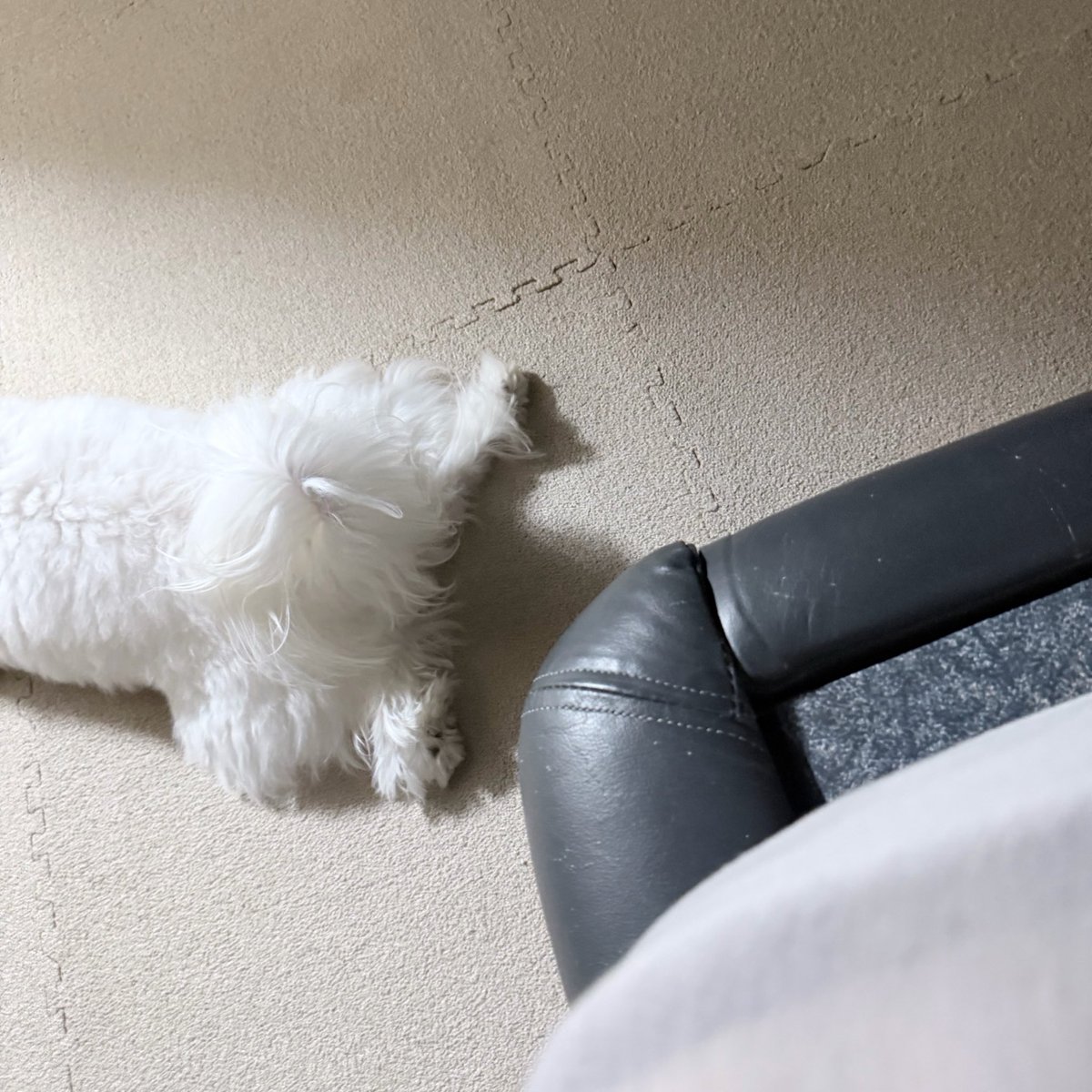 Checo24829's tweet photo. しり。

#イッヌ https://t.co/tZVkKFzAef