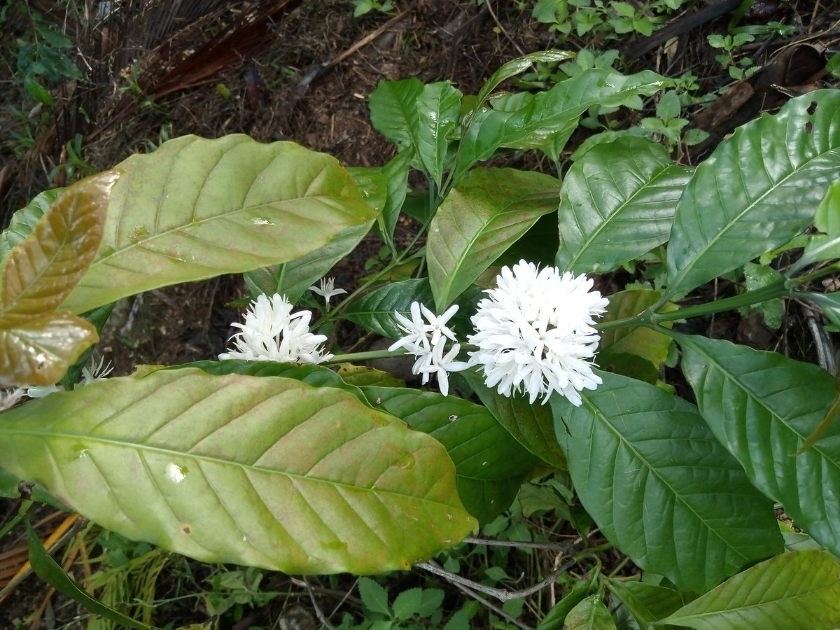 Gratificante viaje a Palma del perro que nos recibe con la fragancia de las flores del cafeto, augurando una campaña de excelencia. Intercambiar y analizar, con secretarios y militantes, temas que garanticen el cumplimiento de las cuatro prioridades del partido.
#CubaEstáFirme