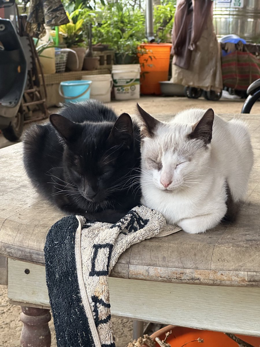 放上老家那邊的兩兄弟給娘娘看看👀

#梅大梅小