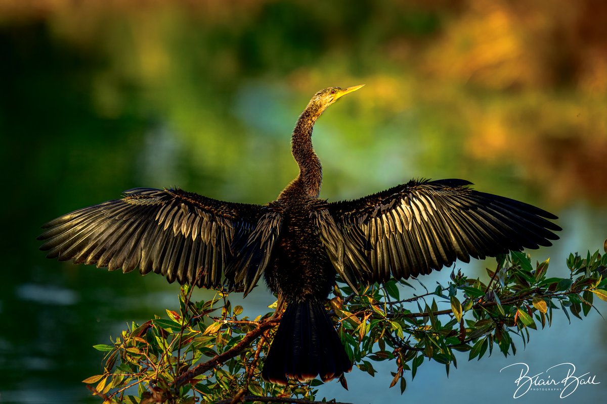 Anhinga spreading its wings to dry in the Florida wetlands. #florida #anhinga #birdphotography #birdsofinstagram #wildlifephotography
