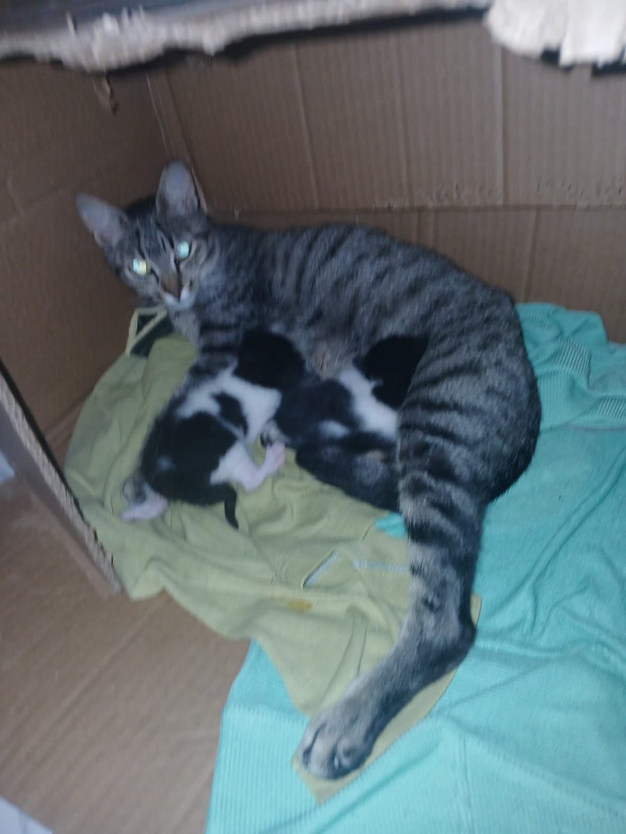 AbrigoMeimei's tweet photo. Pessoal, esses bebês da foto se abrigam no quintal de um senhor de idade que atualmente faz tratamento oncológico. Ele mal para em casa por causa das idas ao médico e por sua simplicidade e humildade, não consegue dar de comer aos gatos todos os dias, fazendo aquilo que pode por gatos que nem são seus.

Eles ficam em um quintal compartilhado onde os outros vizinhos espantam eles com vassouras e água. Podem acabar fazendo coisa pior com eles.

E claro, não apareceram do nada. Um inquilino foi embora de lá deixando eles pra trás, que foram se procriando. Alguns já sumiram… agora são 6 gatos que precisam urgentemente da gente.

O senhor que pediu nossa ajuda se propôs a ajudar mensalmente (diferentemente de muita gente que nos procura, mostrando muita boa vontade), mas não consegue ajudar com valores iniciais para castração e teste deles que dará aproximadamente R$ 1200.

Por isso venho pedir ajuda a vocês! Eu ainda nem me organizei pra abrir a nova rifa, nem sorteei a antiga. Mas preciso urgentemente começar a arrecadar para tirar esses inocentes de lá porque passam fome, medo, frio, incertezas.

Me comprometo em organizar tudo o mais rápido possível e peço encarecidamente que vocês nos ajudem com aquilo que puderem. Quem ajuda com R$ 15 ou mais tem direito a número(s) na nova rifinha com prêmios incríveis.

Nossa meta é de R$ 1000 até segunda-feira, será que conseguimos? 

👉 Pix: 11 985816168 em nome de Lorena Tuxen.

Por favor, ajude compartilhando!