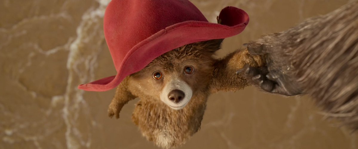 daily paddington tweet media